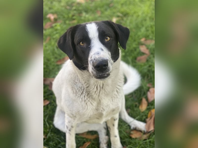 Penny, geb. ca. 05/2023, lebt in GRIECHENLAND, im städt. Tierheim Serres