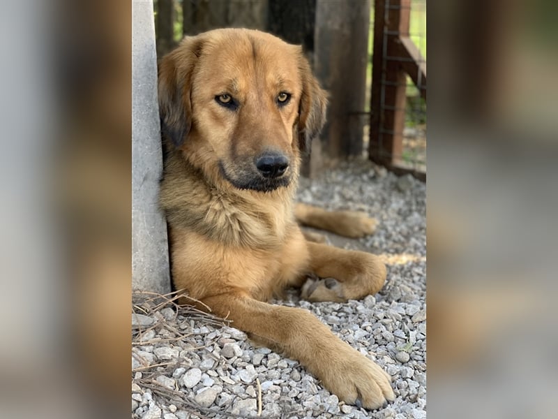 Kerchak, geb. ca. 07/2021, lebt in GRIECHENLAND, im städt. Tierheim Serres