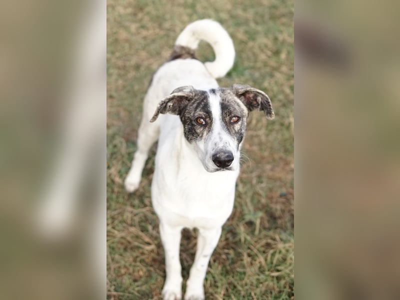 Mea, geb. ca. 11/2022, lebt in GRIECHENLAND, im städt. Tierheim Serres