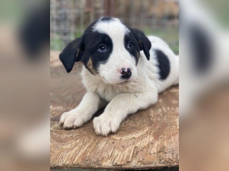 Hawaii, geb. ca. 11/2025, lebt in GRIECHENLAND, auf einer privaten Pflegestelle