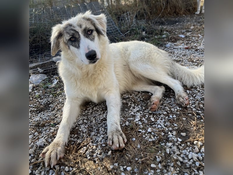 Gerda, geb. ca. 02/2023, lebt in GRIECHENLAND, im städt. Tierheim Serres