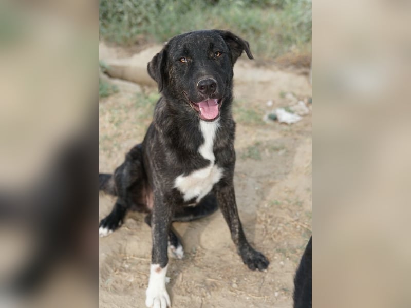 Targa, geb. ca. 12/2023, lebt in GRIECHENLAND, im städt. Tierheim Serres