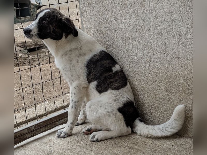 Maisha, geb. ca. 04/2025, lebt in GRIECHENLAND, im städt. Tierheim Serres