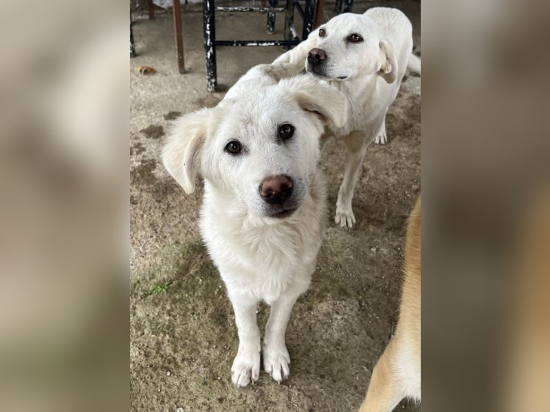 Nuala, geb. ca. 10/2024, lebt in GRIECHENLAND, auf einer privaten Pflegestelle