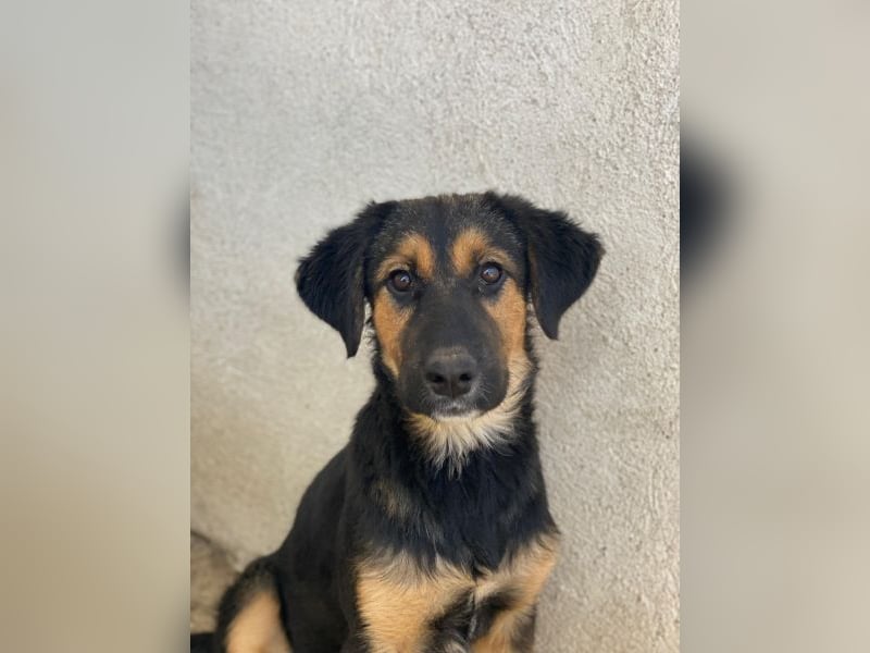 Glinda, geb. ca. 07/2025, lebt in GRIECHENLAND, im städt. Tierheim Serres