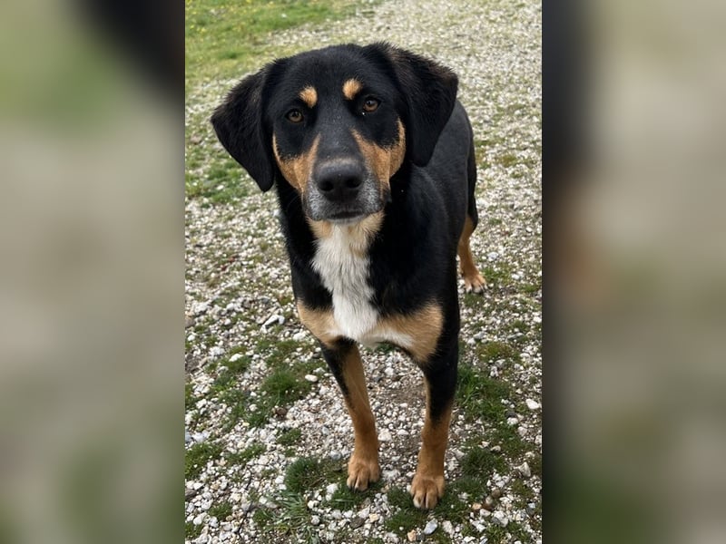 Orelle, geb. ca. 05/2024, lebt in GRIECHENLAND, auf einem Gelände, auf dem die Hunde notdürftig vers