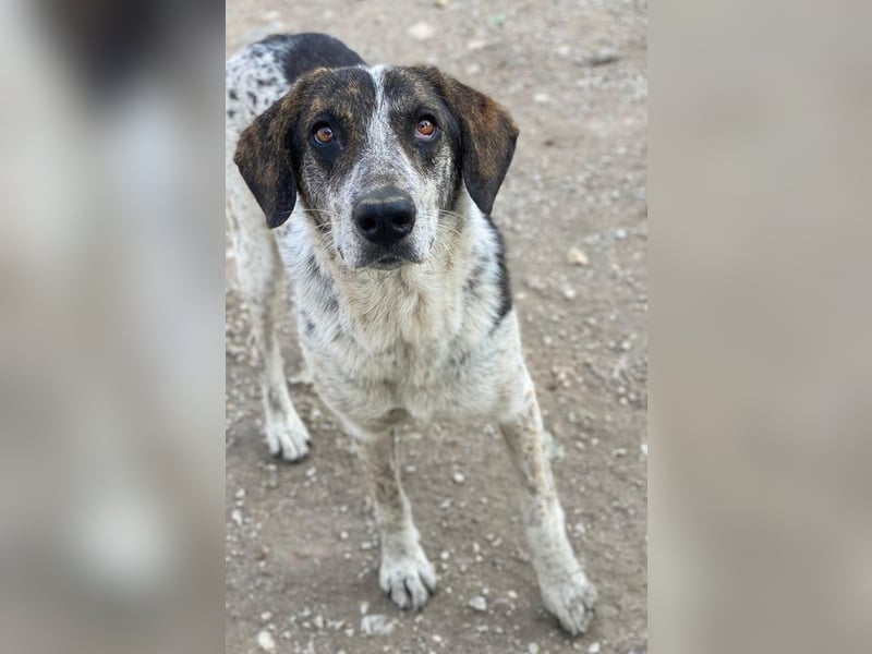 Nonga, geb. ca. 06/2023, lebt in GRIECHENLAND, im städt. Tierheim Serres