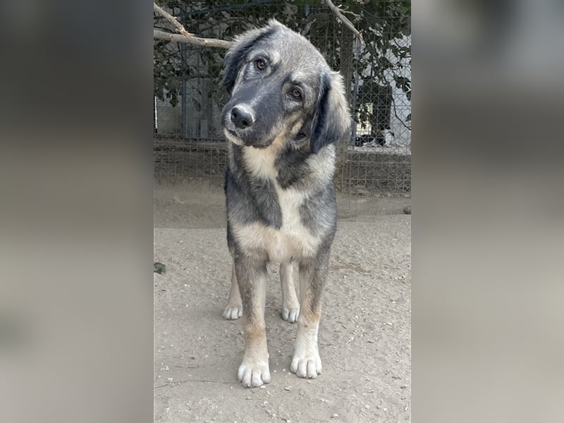 Karla, geb. ca. 03/2023, lebt in GRIECHENLAND, im städt. Tierheim Serres