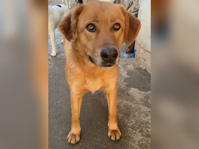 Pixie, geb. ca. 10/2022, lebt in GRIECHENLAND, im städt. Tierheim Serres