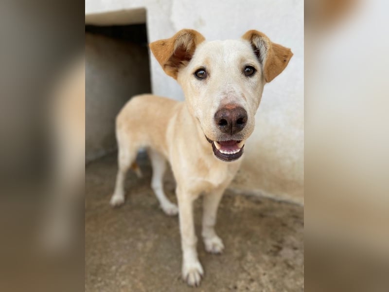 Kalena, geb. ca. 01/2025, lebt in GRIECHENLAND, im städt. Tierheim Serres