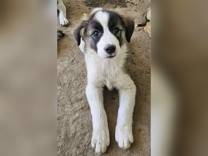 Lexya, geb. ca. 02/2025, lebt in GRIECHENLAND, auf einer privaten Pflegestelle