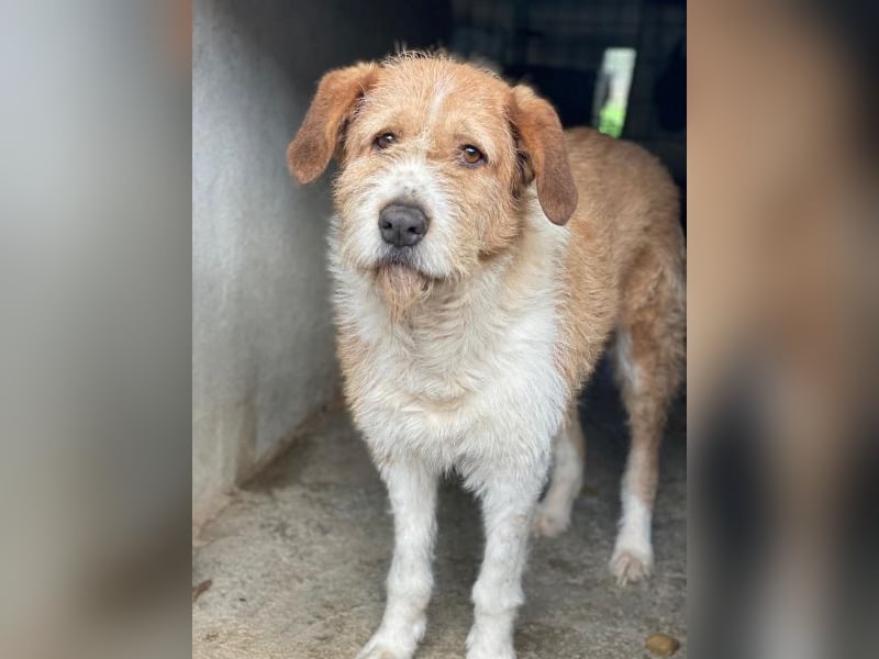 Yvaine, geb. ca. 05/2024, lebt in GRIECHENLAND, im städt. Tierheim Serres