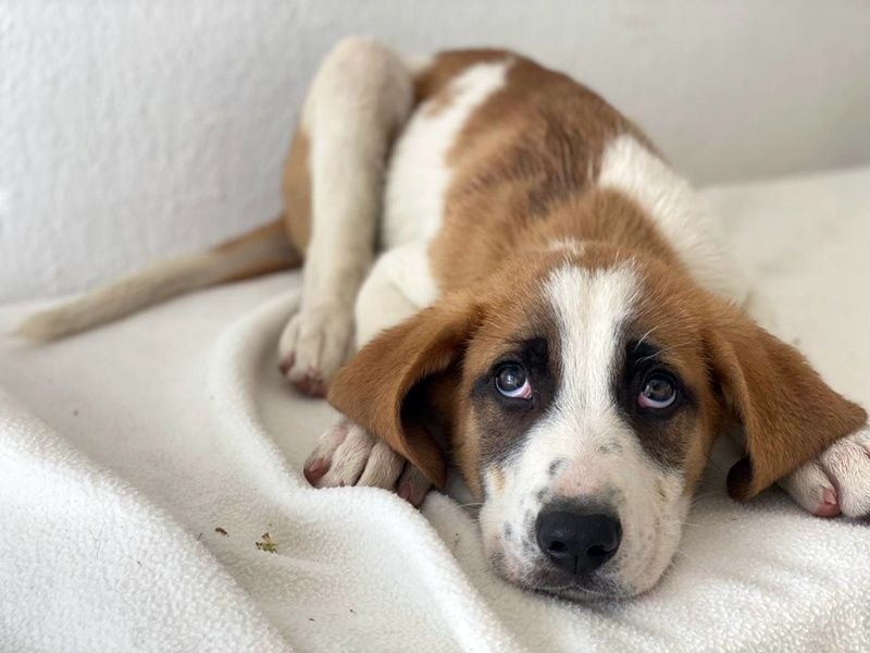 Pimock, geb. 03/2025, lebt in GRIECHENLAND, im städt. Tierheim Serres