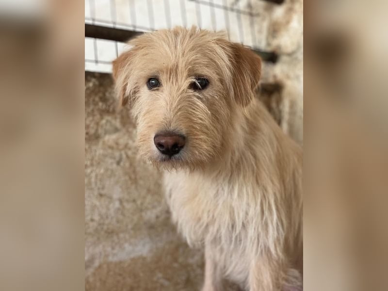 Susan, geb. ca. 04/2024, lebt in GRIECHENLAND, auf einer privaten Pflegestelle