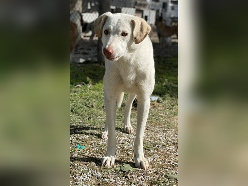 Nizza, geb. ca. 08/2022, lebt in GRIECHENLAND, im städt. Tierheim Serres