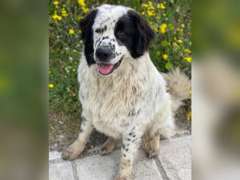 Blossom, geb. ca. 09/2024, lebt in GRIECHENLAND, beim städt. Tierheim Serres