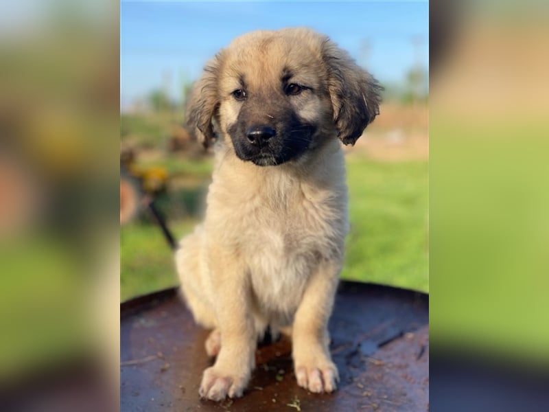 Hermine Granger, geb. ca. 12/2023, lebt in GRIECHENLAND, im städt. Tierheim Serres