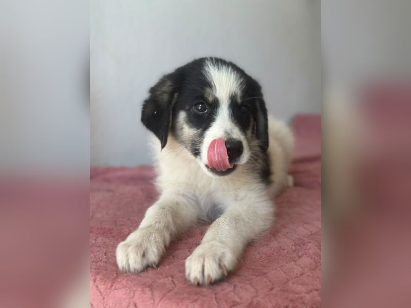 Colada, geb. ca. 05/2026, lebt in GRIECHENLAND, im städt. Tierheim Serres