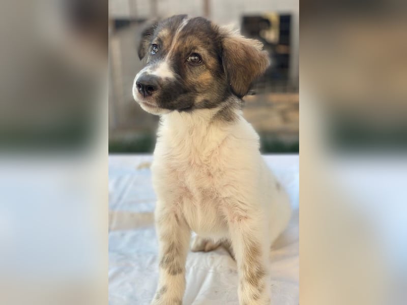 Ludmilla, geb. ca. 05/2025, lebt in GRIECHENLAND, im städt. Tierheim Serres