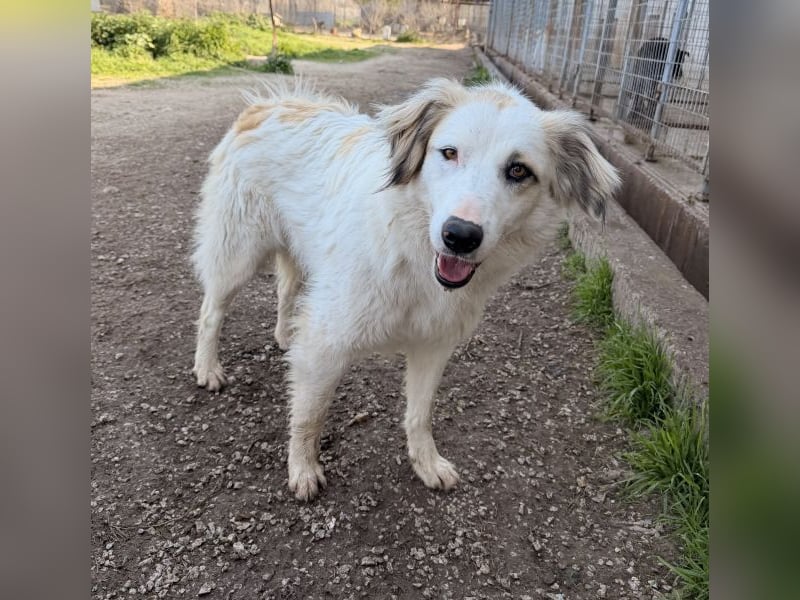 Eika, geb. ca. 02/2023, lebt in GRIECHENLAND, im städt. Tierheim Serres