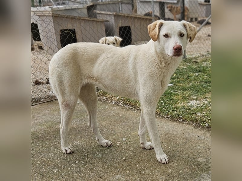 Nizza, geb. ca. 08/2022, lebt in GRIECHENLAND, im städt. Tierheim Serres