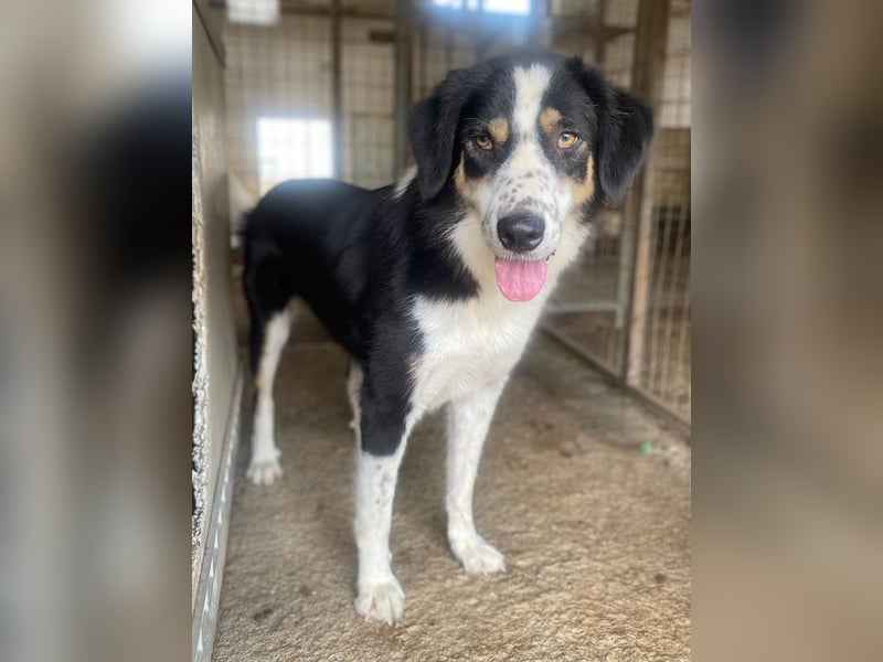 Xanda, geb. ca. 03/2023, lebt in GRIECHENLAND, im städt. Tierheim Serres