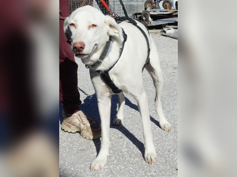 Hammy, geb. ca. 10/2022, lebt in GRIECHENLAND, auf einer privaten Pflegestelle