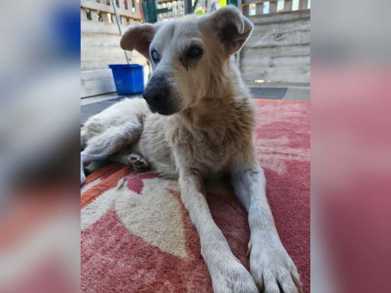 Pipina, geb. ca. 06/2014, lebt in GRIECHENLAND, auf einer privaten Pflegestelle