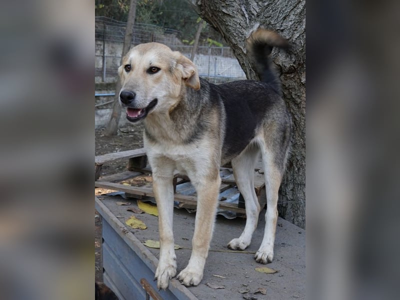 Ciri, geb. ca. 05/2024, lebt in GRIECHENLAND, im städt. Tierheim Serres