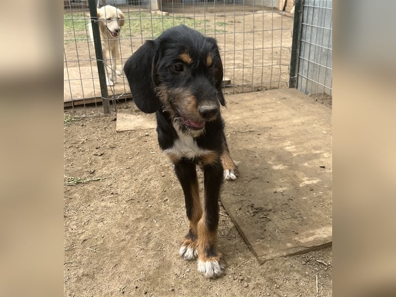 Bertha, geb. ca. 03/2023, lebt in GRIECHENLAND, im städt. Tierheim Serres