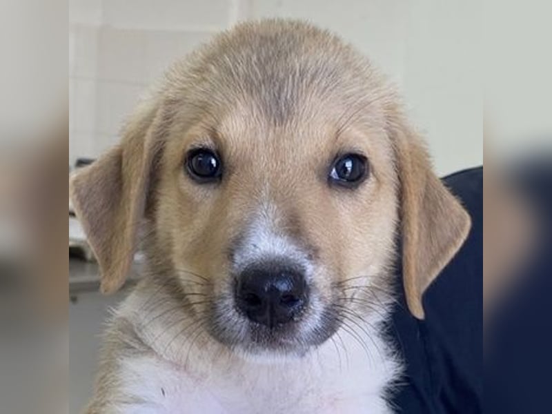 Padme, geb. ca. 04/2024, lebt in GRIECHENLAND, im städt. Tierheim Serres