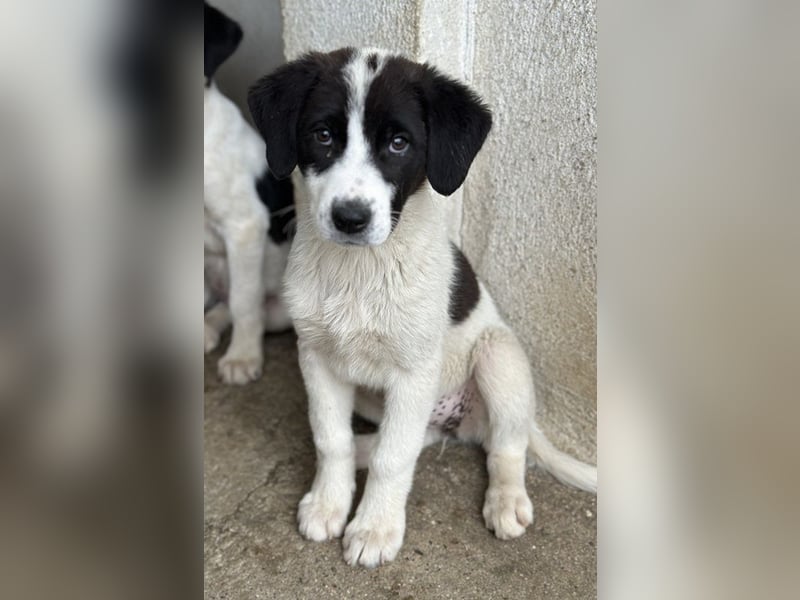 Zenzi, geb. ca. 01/2025, lebt in GRIECHENLAND, im städt. Tierheim Serres