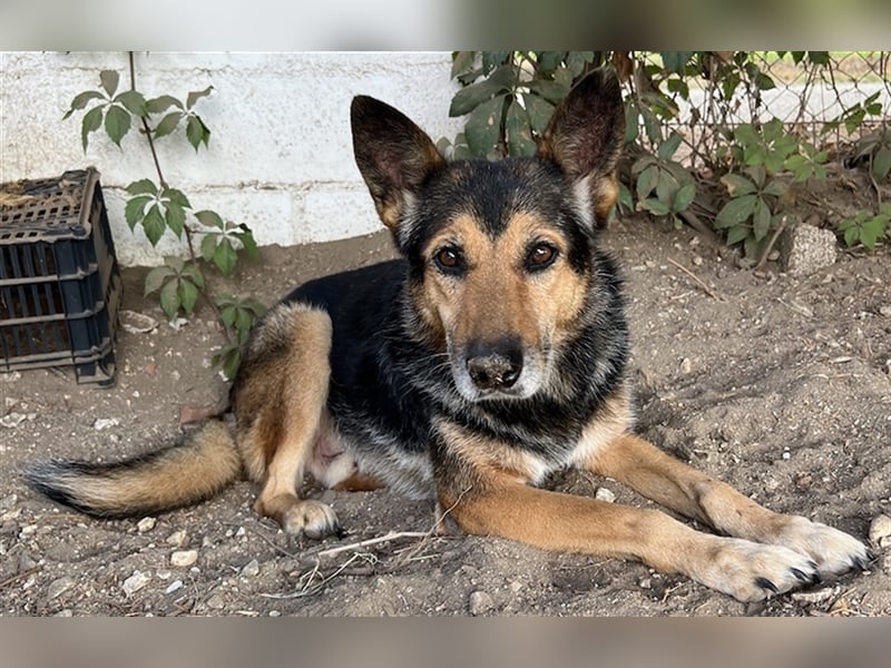 Flash, geb. ca. 09/2017, lebt in GRIECHENLAND, auf einer privaten Pflegestelle