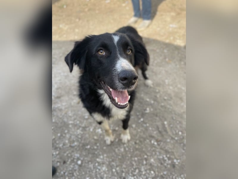 Meredith, geb. ca. 01/2022, lebt in GRIECHENLAND, auf einem Gelände, auf dem die Hunde notdürftig ve