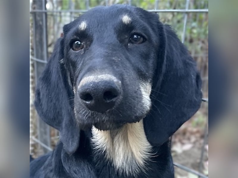 Blueberry, geb. ca. 06/2023, lebt in GRIECHENLAND, auf einer privaten Pflegestelle