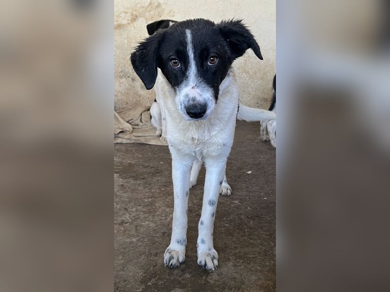 Niara, geb. ca. 03/2024, lebt in GRIECHENLAND, auf einer privaten Pflegestelle