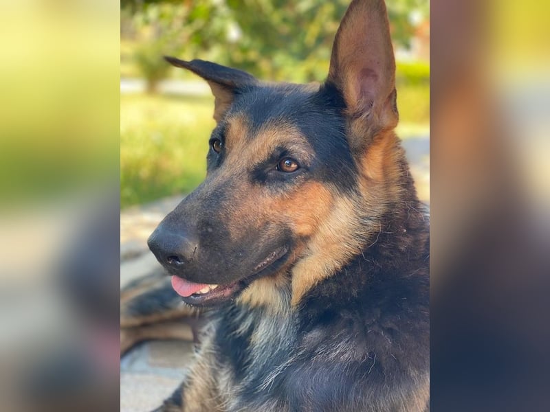 Malta, geb. ca. 07/2024, lebt in GRIECHENLAND, auf einer privaten Pflegestelle