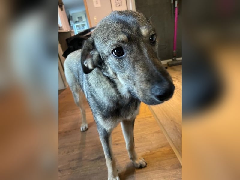 Mary-Kate, geb. ca. 08/2021, lebt bei einer Familie in 53773 Hennef