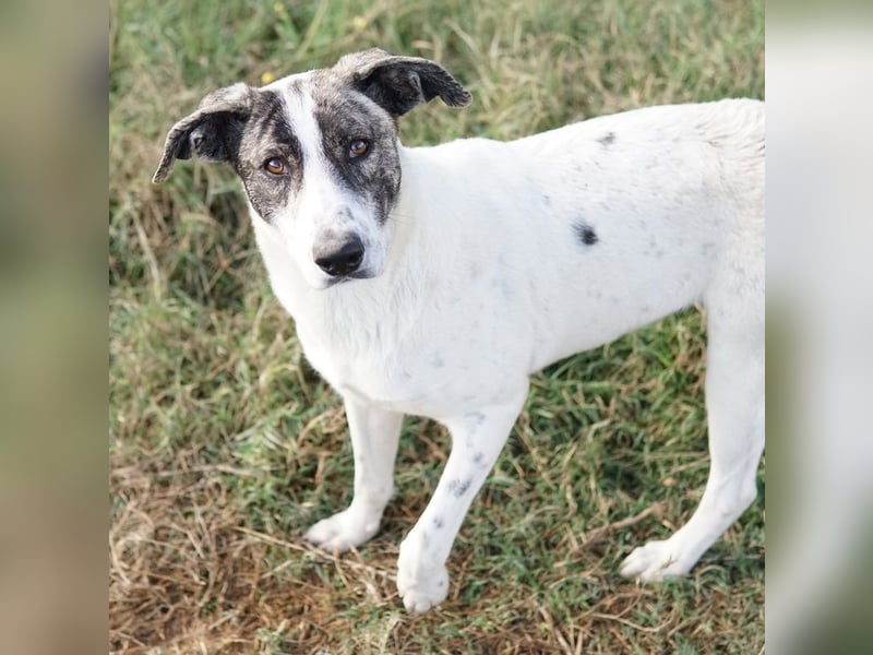 Mea, geb. ca. 11/2022, lebt in GRIECHENLAND, im städt. Tierheim Serres