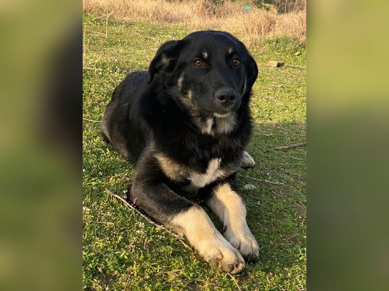 Ella, geb. ca. 09/2024, lebt in GRIECHENLAND, im städt. Tierheim Serres