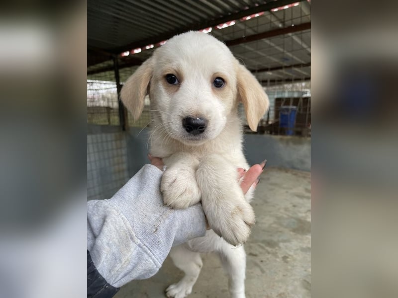 Katy, geb. ca. 11/2025, lebt in GRIECHENLAND, auf einer privaten Pflegestelle