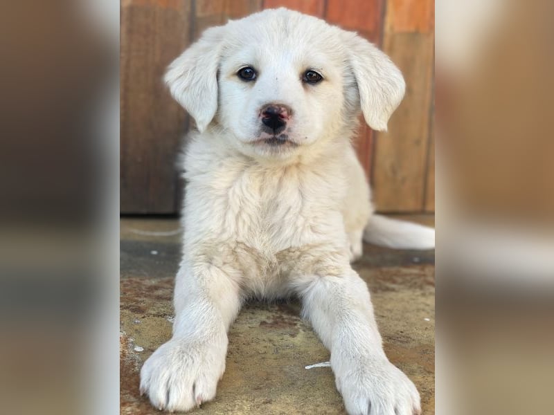 Saki, geb. ca. 03/2026 , lebt in GRIECHENLAND, auf einer privaten Pflegestelle