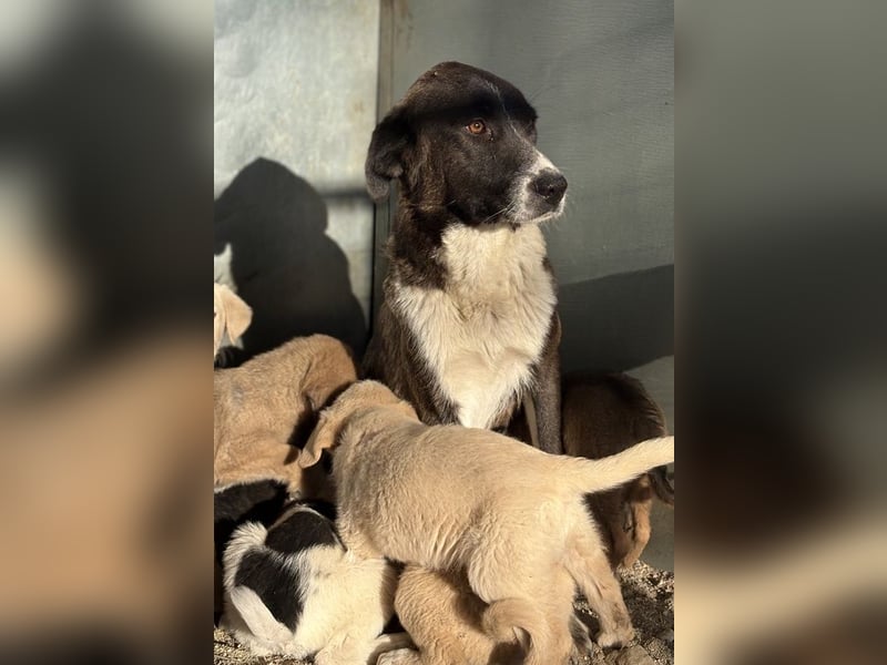 Mère, geb. ca. 03/2023, lebt in GRIECHENLAND, im städt. Tierheim Serres