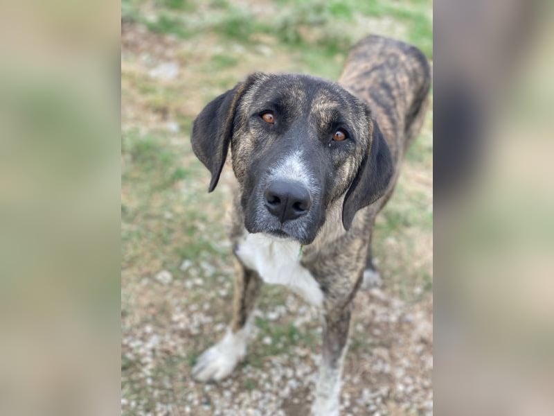 Tenera, geb. ca. 10/2024, lebt in GRIECHENLAND, im städt. Tierheim Serres