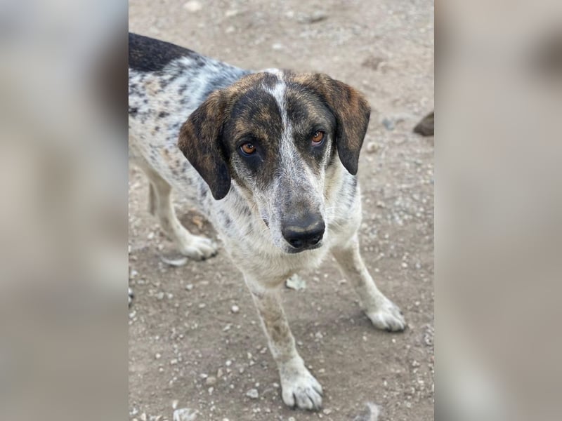 Nonga, geb. ca. 06/2023, lebt in GRIECHENLAND, im städt. Tierheim Serres