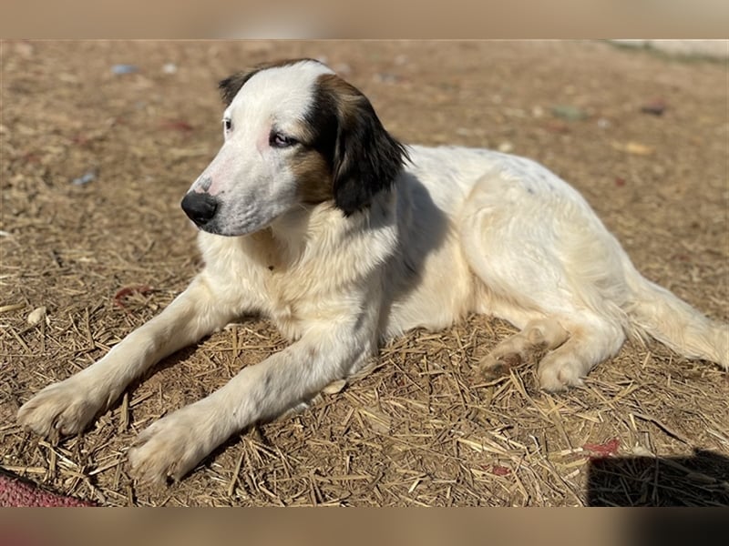 Lyra, geb. ca. 06/2021, lebt in GRIECHENLAND, auf einem Gelände, auf dem Hunde notdürftig versorgt w