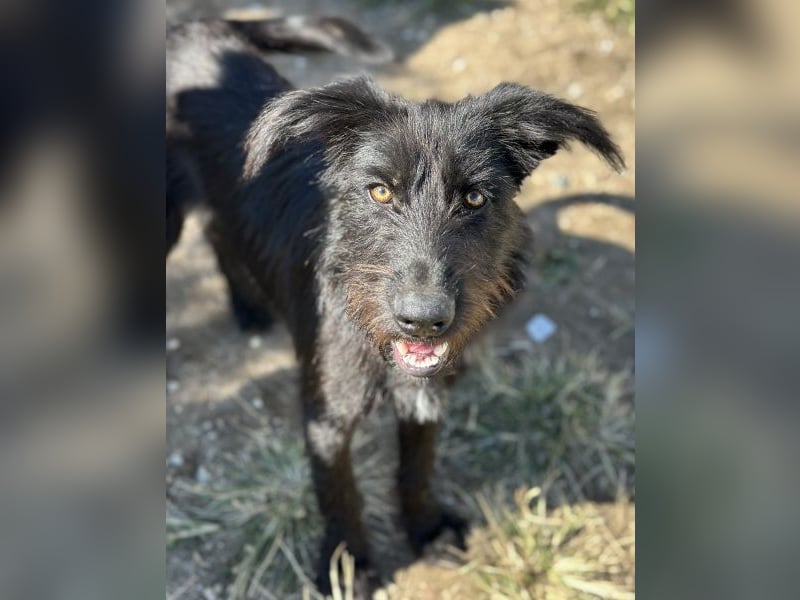 Buffy, geb. ca. 02/2025, lebt in GRIECHENLAND, auf einer privaten Pflegestelle