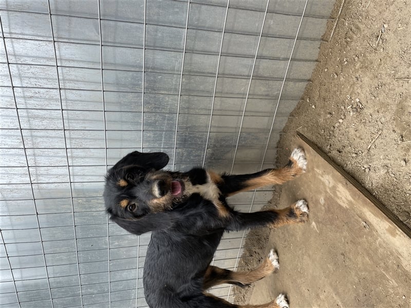 Bertha, geb. ca. 03/2023, lebt in GRIECHENLAND, im städt. Tierheim Serres