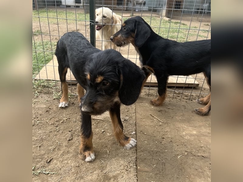 Bertha, geb. ca. 03/2023, lebt in GRIECHENLAND, im städt. Tierheim Serres