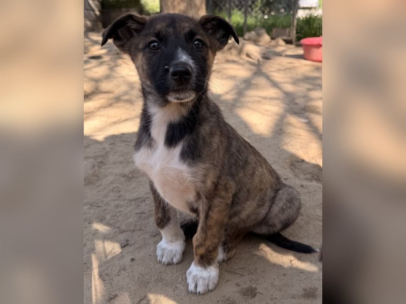 Corbel, geb. ca. 12/25, lebt in GRIECHENLAND, auf einer privaten Pflegestelle